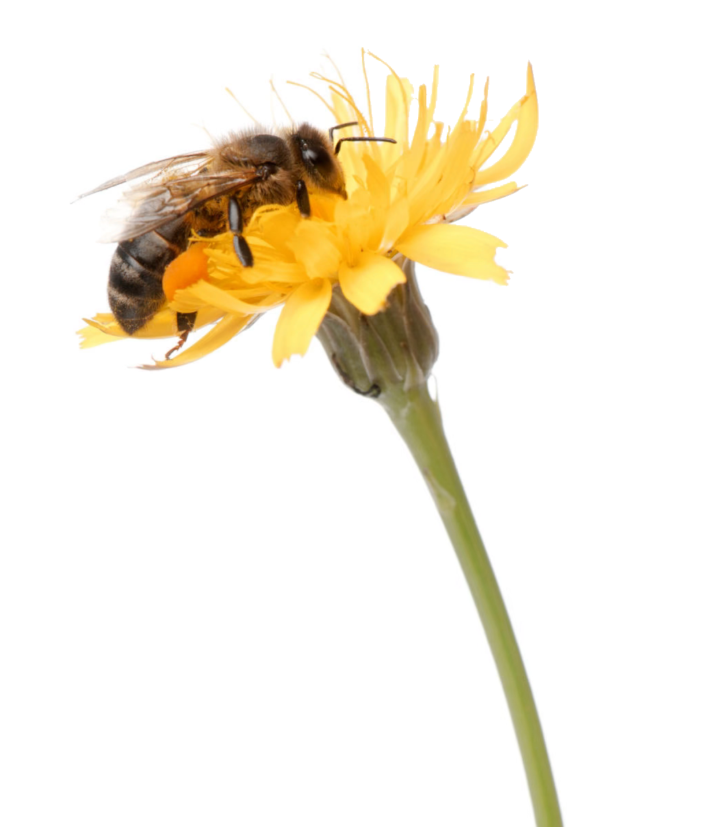 Honeybee on flower