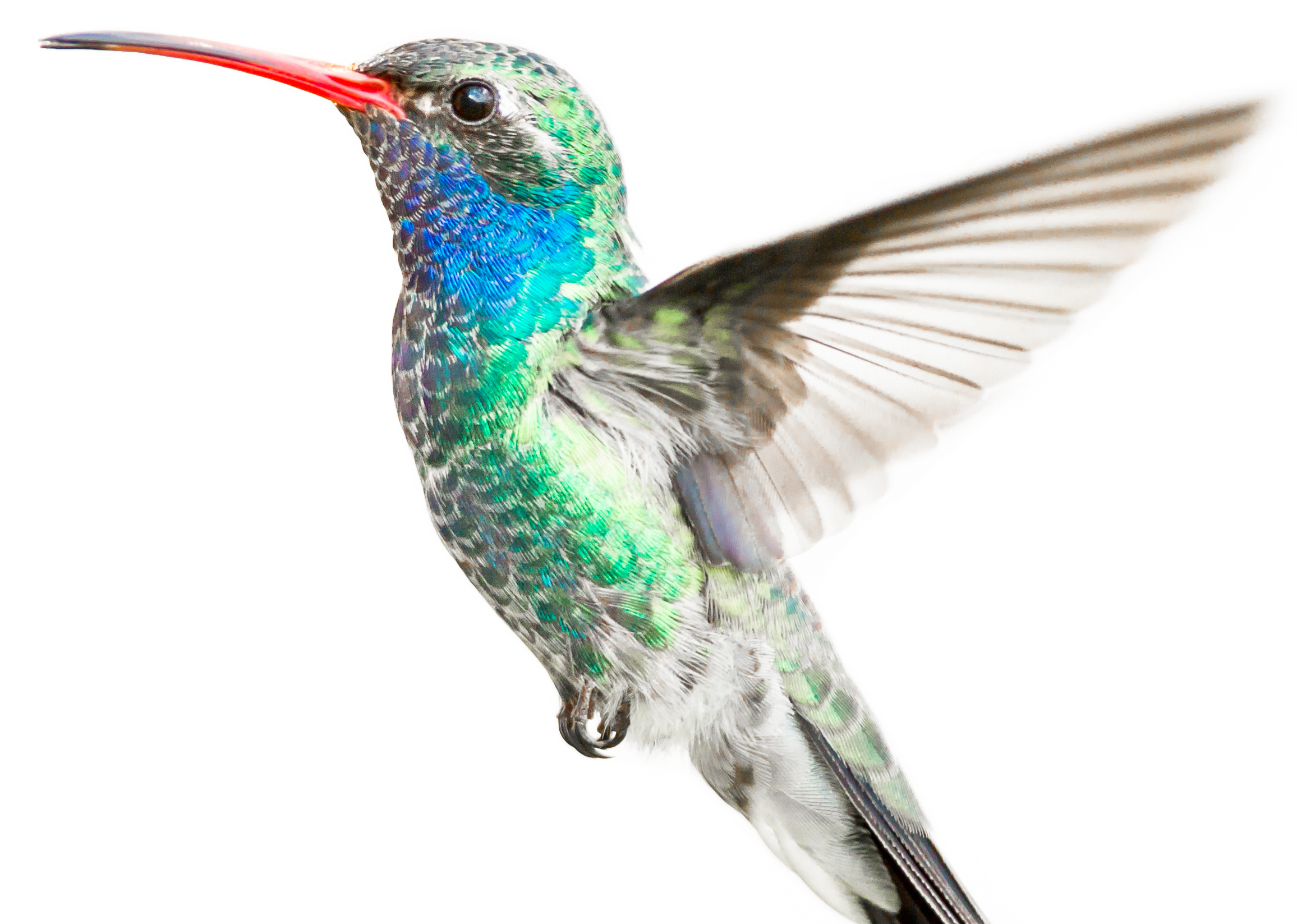 Hummingbird