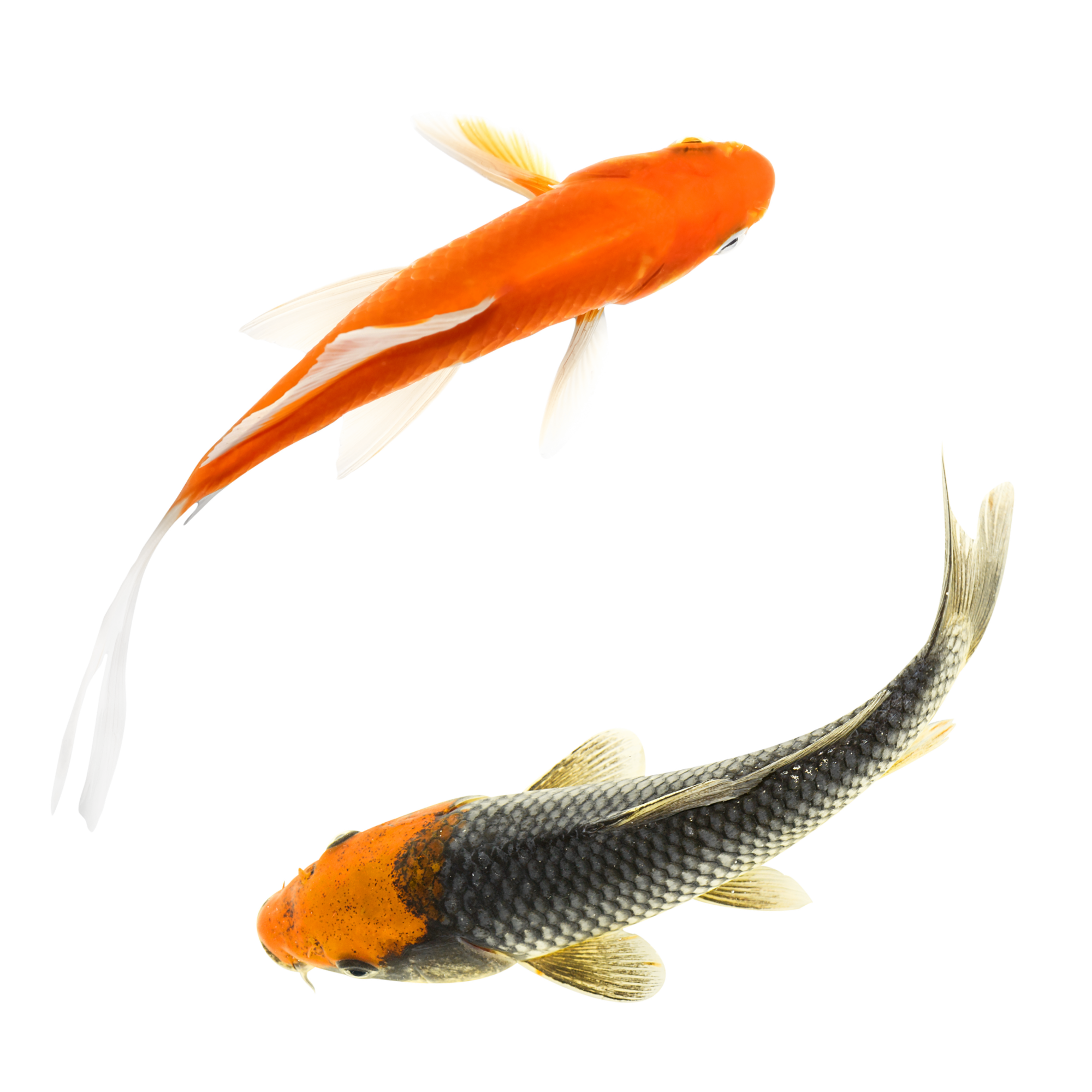 Fish swimming