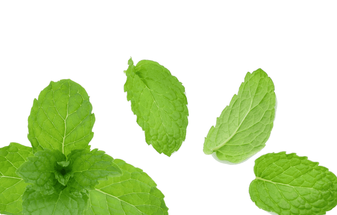Peppermint leaves