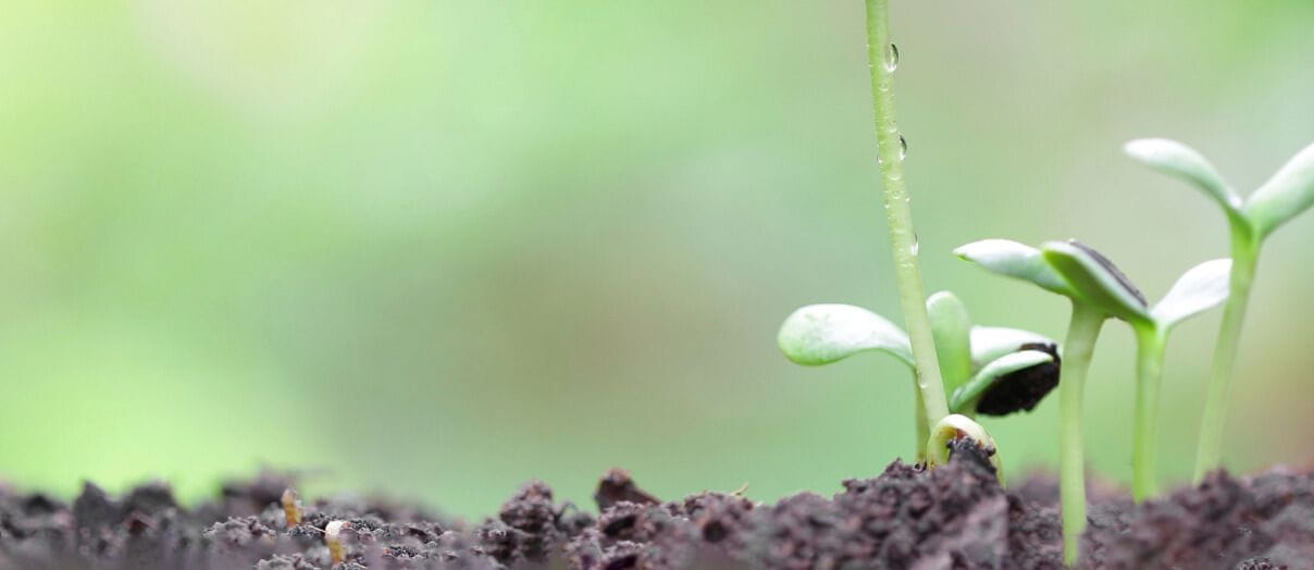 Plant growing in dirt
