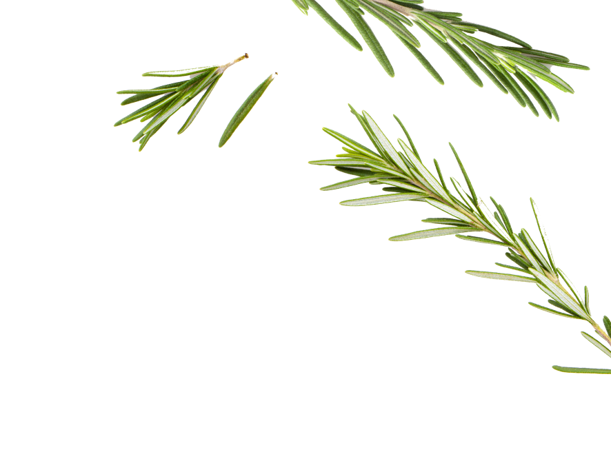 Rosmary Leaves