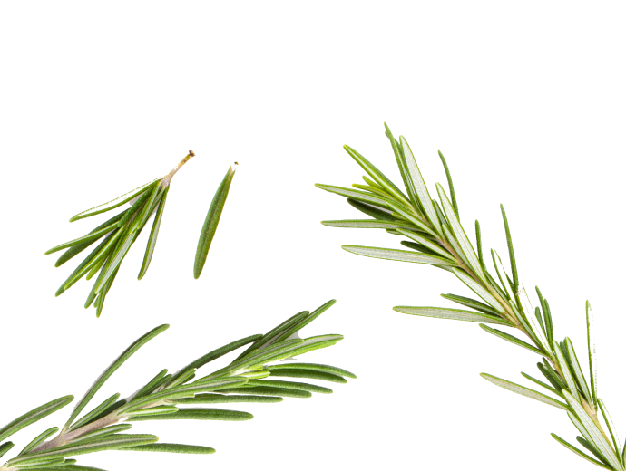 Rosmary Leaves
