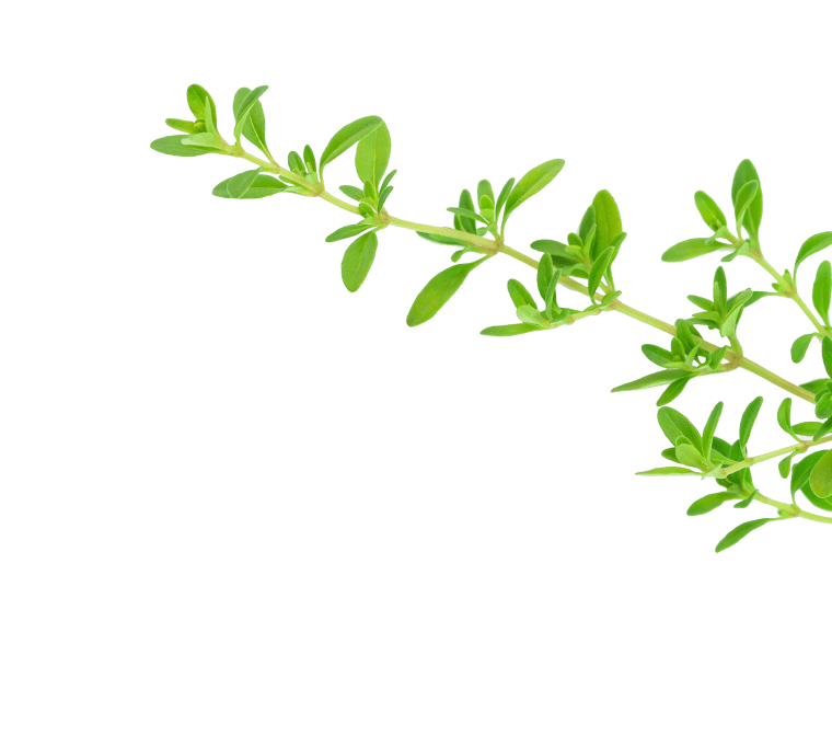 Thyme plant