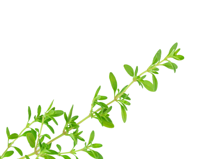 Thyme plant